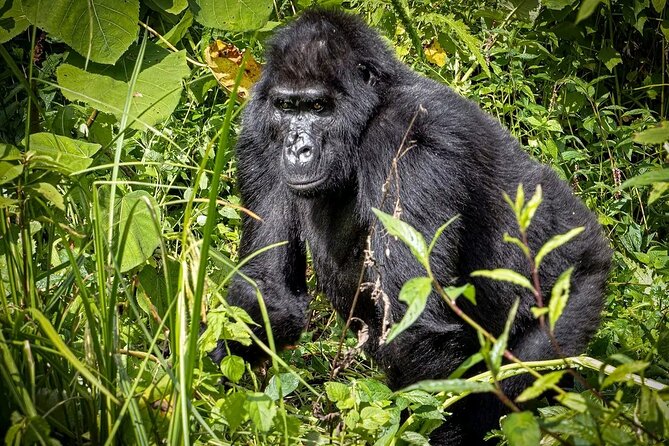 3-Day Gorilla Trekking safari in Bwindi Impenetrable Forest - Lake Bunyonyi gives the trip breathing room