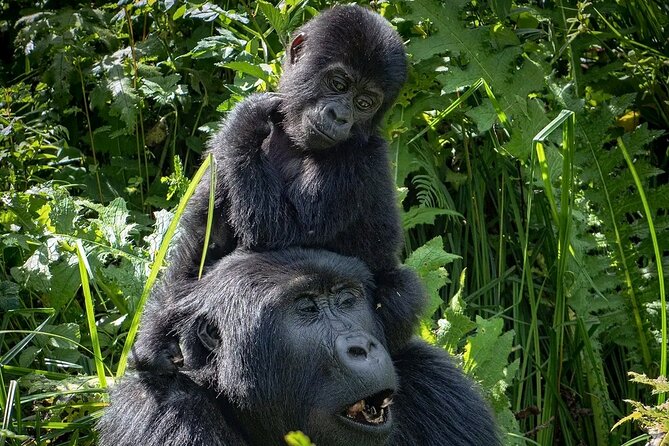 3-Day Gorilla Trekking safari in Bwindi Impenetrable Forest - Day 3: Lake Bunyonyi back to Entebbe