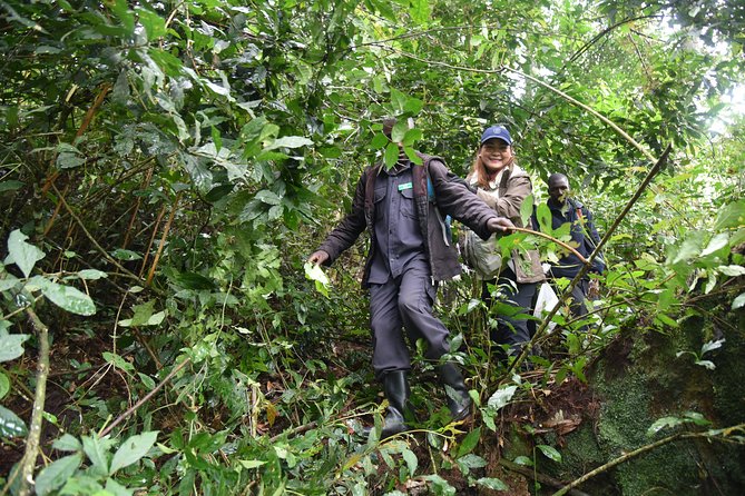 3-Day Gorilla Trekking safari in Bwindi Impenetrable Forest - What the $1,900 price really buys