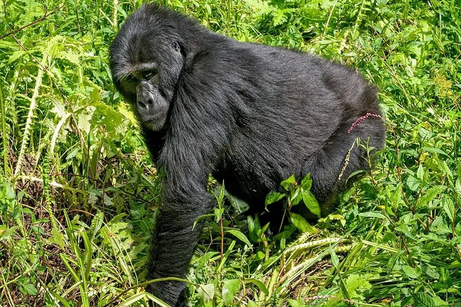 3-Day Gorilla Trekking safari in Bwindi Impenetrable Forest - The guides and the comfort factor