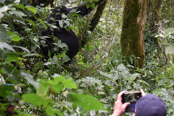 3-Day Gorilla Trekking safari in Bwindi Impenetrable Forest - The Batwa experience before the trek