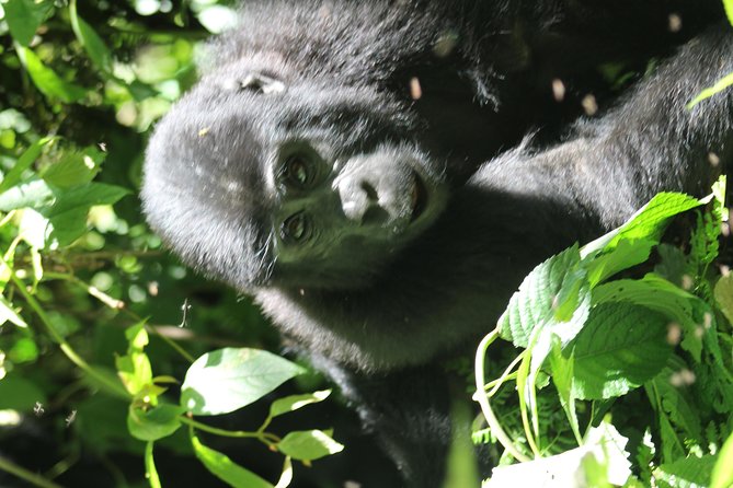 3-Day Gorillas trekking and Batwa Experience - The village walk and Batwa connection