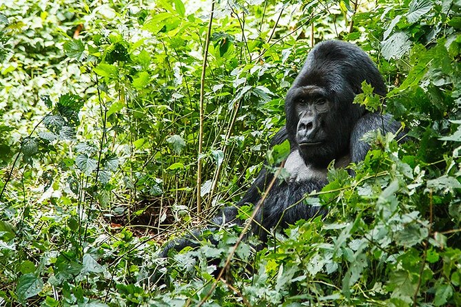 3-Day Gorillas trekking and Batwa Experience - Day 3: Returning to Kampala