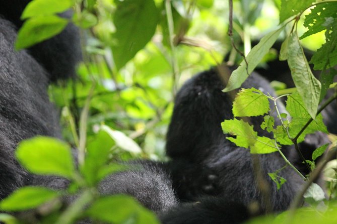 3-Day Gorillas trekking and Batwa Experience - What private travel changes