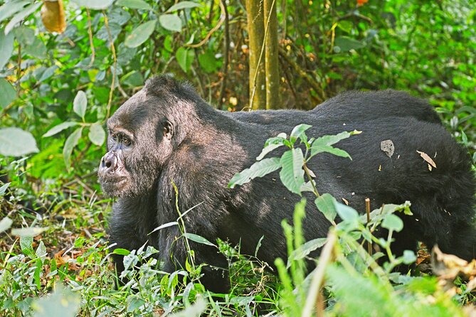 3 Day Guided Gorilla Tracking Safari At Bwindi National Park - Why Bwindi makes this three-day trip special