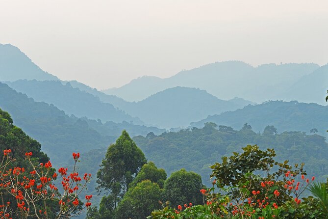 3 Day Guided Gorilla Tracking Safari At Bwindi National Park - Day 2: The gorilla search begins at 8:00