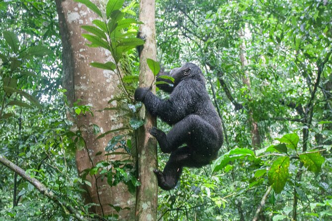 3 Day Guided Gorilla Tracking Safari At Bwindi National Park - One hour with Bwindi’s mountain gorillas