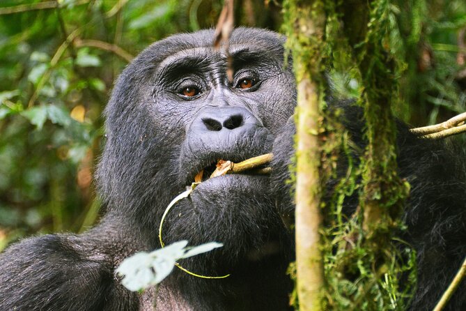 3 Day Guided Gorilla Tracking Safari At Bwindi National Park - What $2,320 per person buys in practical terms
