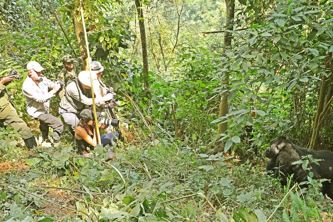 3 Day Guided Gorilla Tracking Safari At Bwindi National Park - Group size, guides, and the feel of the trip