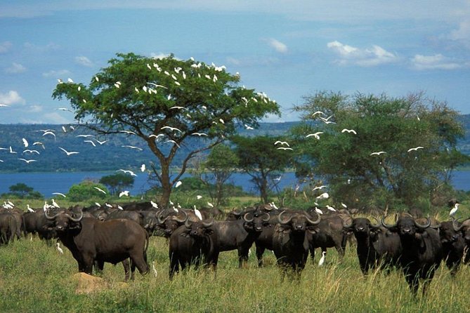 3-Day Mind Refreshing in Murchison Falls National Park - What $1,600 per person really covers