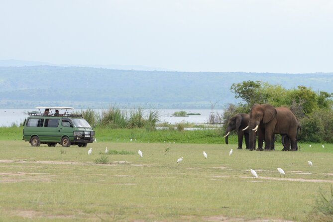3 Day Murchison Falls' BIG 5 and Wildlife viewing Safari - Day 3: The long road back through Budongo Forest