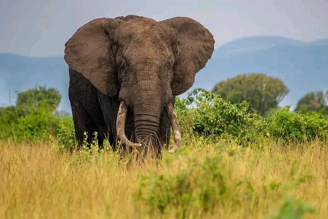 3 Day Murchison Falls' BIG 5 and Wildlife viewing Safari - What the $1,000 price really covers