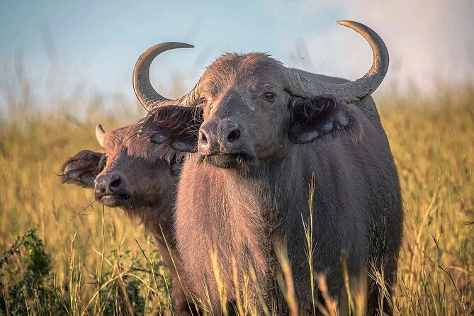 3 Day Murchison Falls' BIG 5 and Wildlife viewing Safari - Who should book this safari