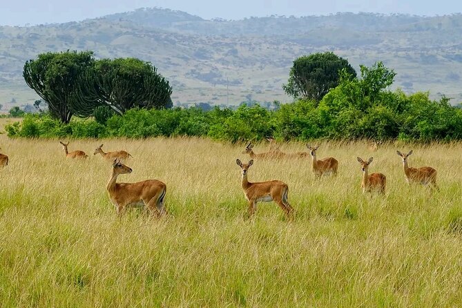 3 Day Murchison Falls' BIG 5 and Wildlife viewing Safari - Small details that make the trip easier