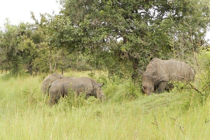 3-Day Murchison Falls National Park - Adventure Safari - Day two: the northern bank game drives