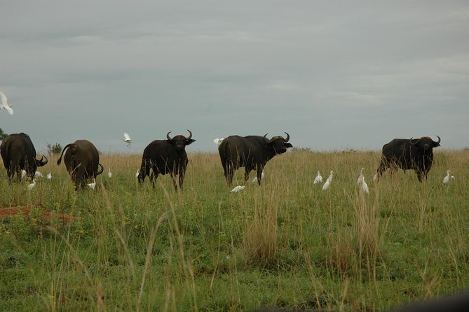 3-Day Murchison Falls National Park - Adventure Safari - Private touring and the guide factor
