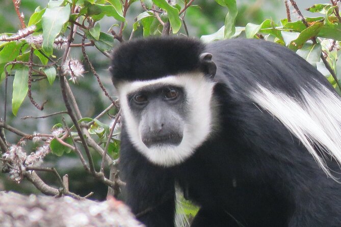 3 -Day Private Gorilla Trekking Safari in Bwindi Forest - Bakiga Lodge in Ruhija: a practical base before the trek