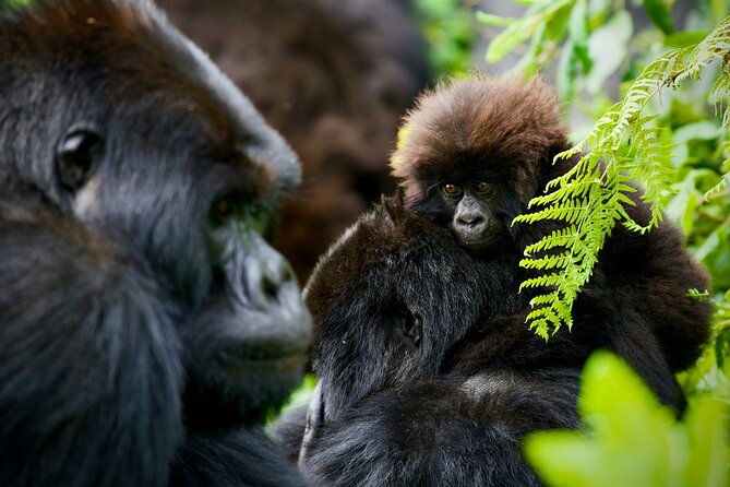3-Day Private Guided Gorilla Trekking In Uganda - Day two: the gorilla trek in Bwindi