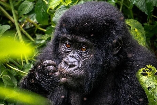 3-Day Private Guided Gorilla Trekking In Uganda - What the $1,498 price really covers