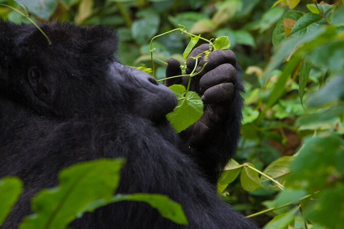 3-Day Private Guided Gorilla Trekking In Uganda - Fitness, packing, and sensible expectations