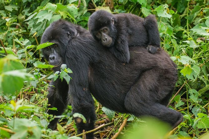 3-Day Private Guided Gorilla Trekking In Uganda - Day one: the road to Bwindi