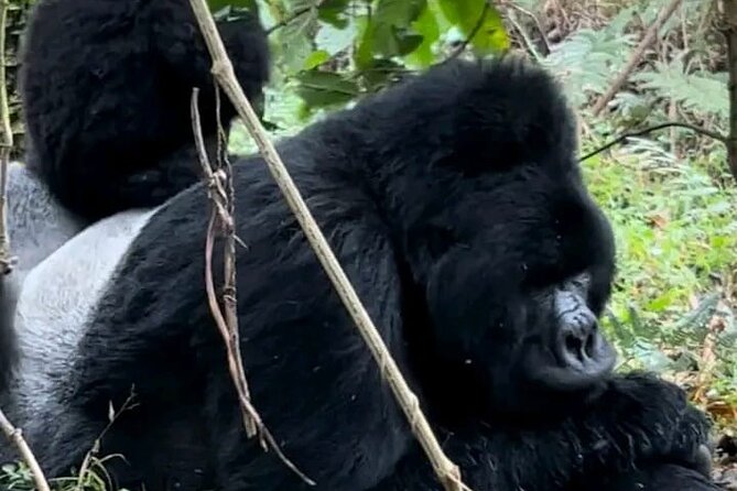 3-Day Private Guided Gorilla Trekking Uganda and Batwa Experience - Key points before you book
