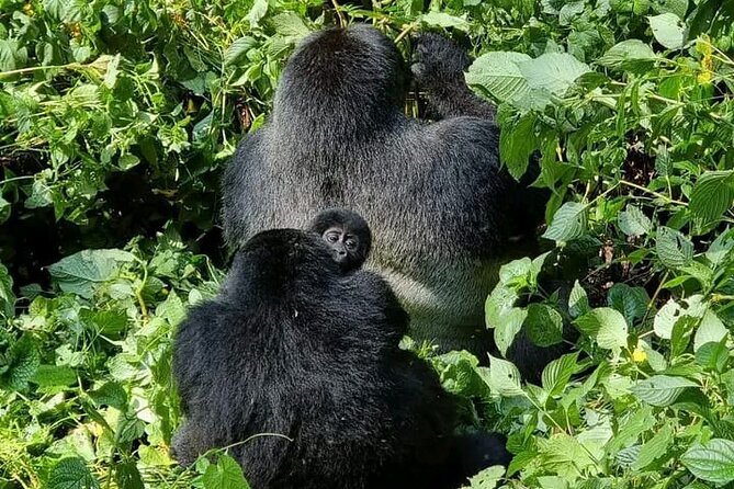3-Day Private Guided Gorilla Trekking Uganda and Batwa Experience - Why Bwindi makes this a serious wildlife trip