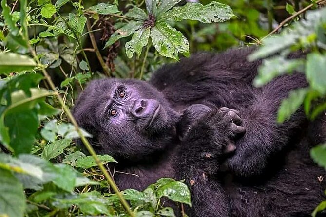 3-Day Private Guided Gorilla Trekking Uganda and Batwa Experience - What the $1,550 price really covers