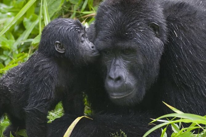 3-Day Private Guided Gorilla Trekking Uganda and Batwa Experience - Who will like this three-day format