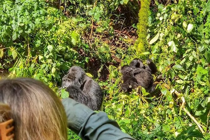 3-Day Private Guided Gorilla Trekking Uganda and Batwa Experience - Day 1: The long road from Kampala to Bwindi