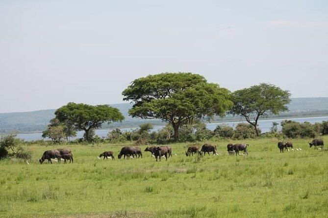 3-Day Private Safari of Murchison Falls National Park - Key points at a glance