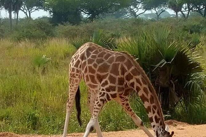 3-Day Private Safari of Murchison Falls National Park - Why Murchison Falls earns two full days