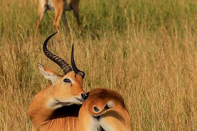3-Day Private Safari of Murchison Falls National Park - Day 3: one last game drive and the return to Kampala