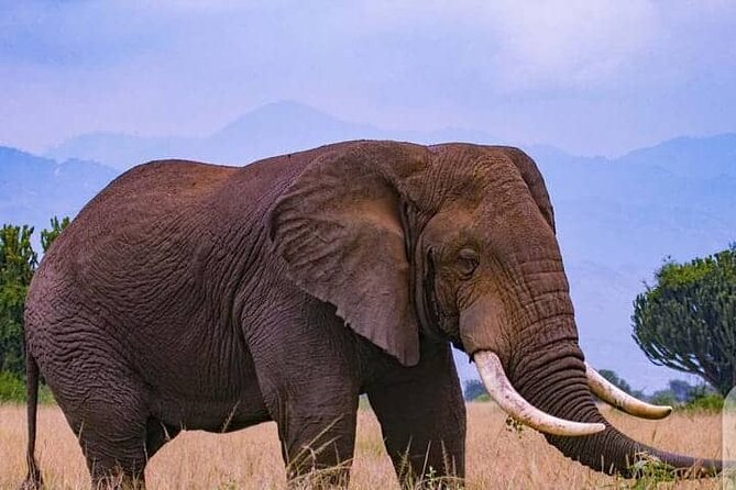 3-Day Private Safari of Murchison Falls National Park - Is $1,500 per person good value?