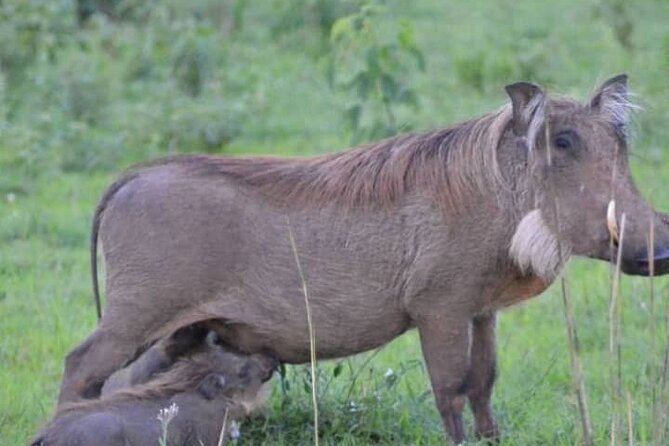 3-Day Private Safari of Murchison Falls National Park - The main strengths and the real compromises