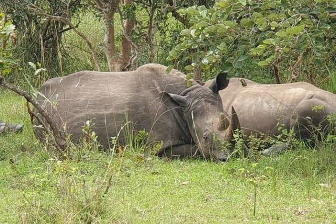 3-Day Private Safari of Murchison Falls National Park - Day 2: elephants, lions, and a Nile cruise
