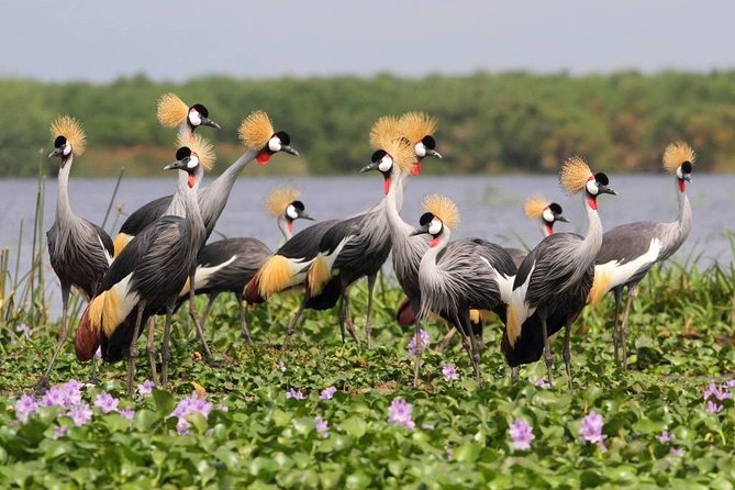 3 Day Private safari to Murchison Falls National Park with Big Five Experience - Day 1: Kampala, Ziwa rhinos, and the road north