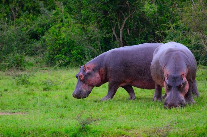 3 Day Private safari to Murchison Falls National Park with Big Five Experience - Day 2: an early game drive in the Buligi circuit