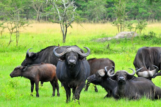 3 Day Private safari to Murchison Falls National Park with Big Five Experience - Day 3: Budongo Forest and the chimpanzee question