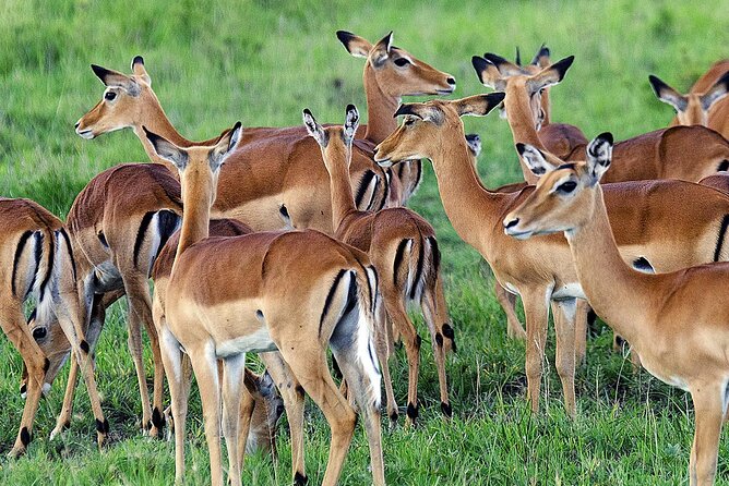 3 Day Private safari to Murchison Falls National Park with Big Five Experience - The long drives and what they mean
