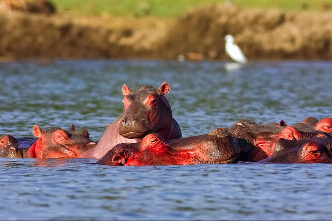 3 Day Private safari to Murchison Falls National Park with Big Five Experience - Is $1,400 per person good value?