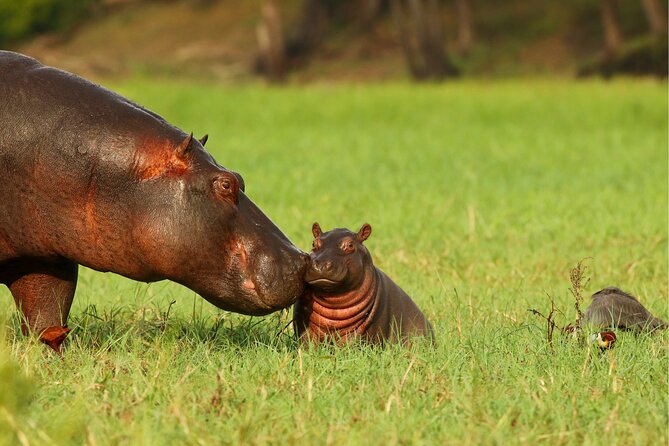 3 Day Private safari to Murchison Falls National Park with Big Five Experience - Who will enjoy this safari most?