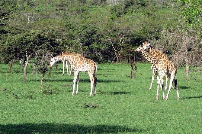 3 Day Private safari to Murchison Falls National Park with Big Five Experience - Murchison Falls: the force of the Nile
