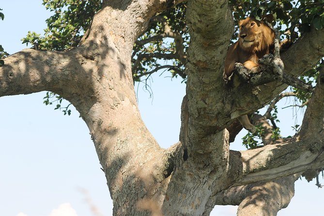 3-Day Queen Elizabeth and Chimpanzees-Join a Group! - What three days in western Uganda really gives you