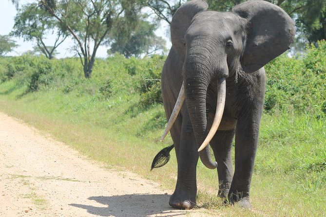 3-Day Queen Elizabeth and Chimpanzees-Join a Group! - What the $1,000 price covers
