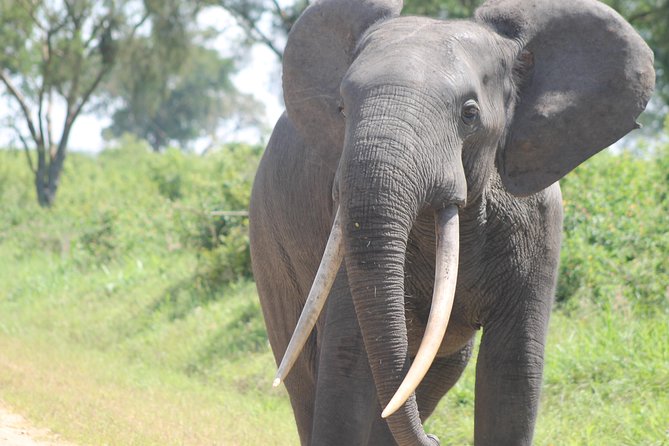 3-Day Queen Elizabeth and Chimpanzees-Join a Group! - The guide makes a real difference