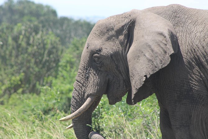 3-Day Queen Elizabeth and Chimpanzees-Join a Group! - Who should book this group safari
