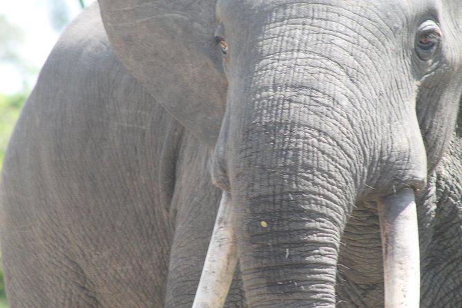 3-Day Queen Elizabeth and Chimpanzees-Join a Group! - Day 2: Morning animals and the Kazinga Channel