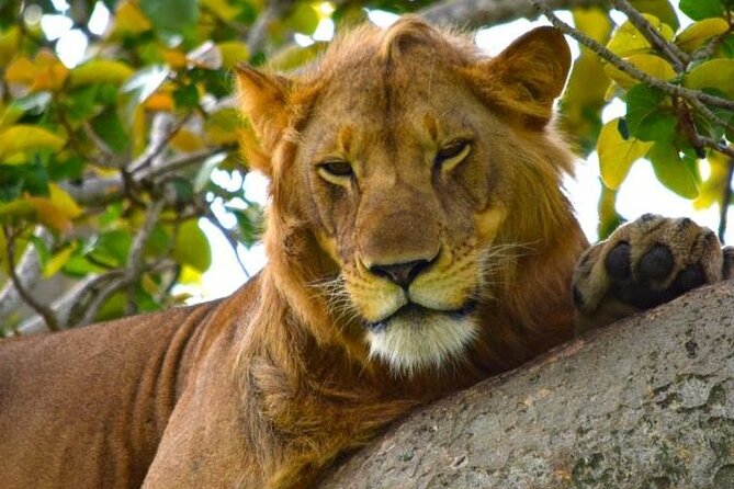 3-Day Safari in Queen Elizabeth National Park Uganda from Kampala - Day 3: Optional primates, drum making, and the return to Kampala