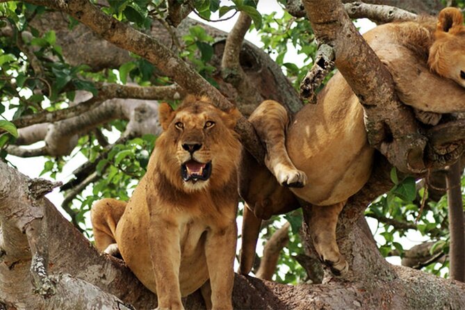 3-Day Safari in Queen Elizabeth National Park Uganda from Kampala - What the $1,125 price covers